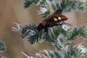 DPPhotography - Lesvos - Mammoth wasp - C
