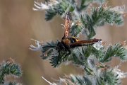 DPPhotography - Lesvos - Mammoth wasp - D