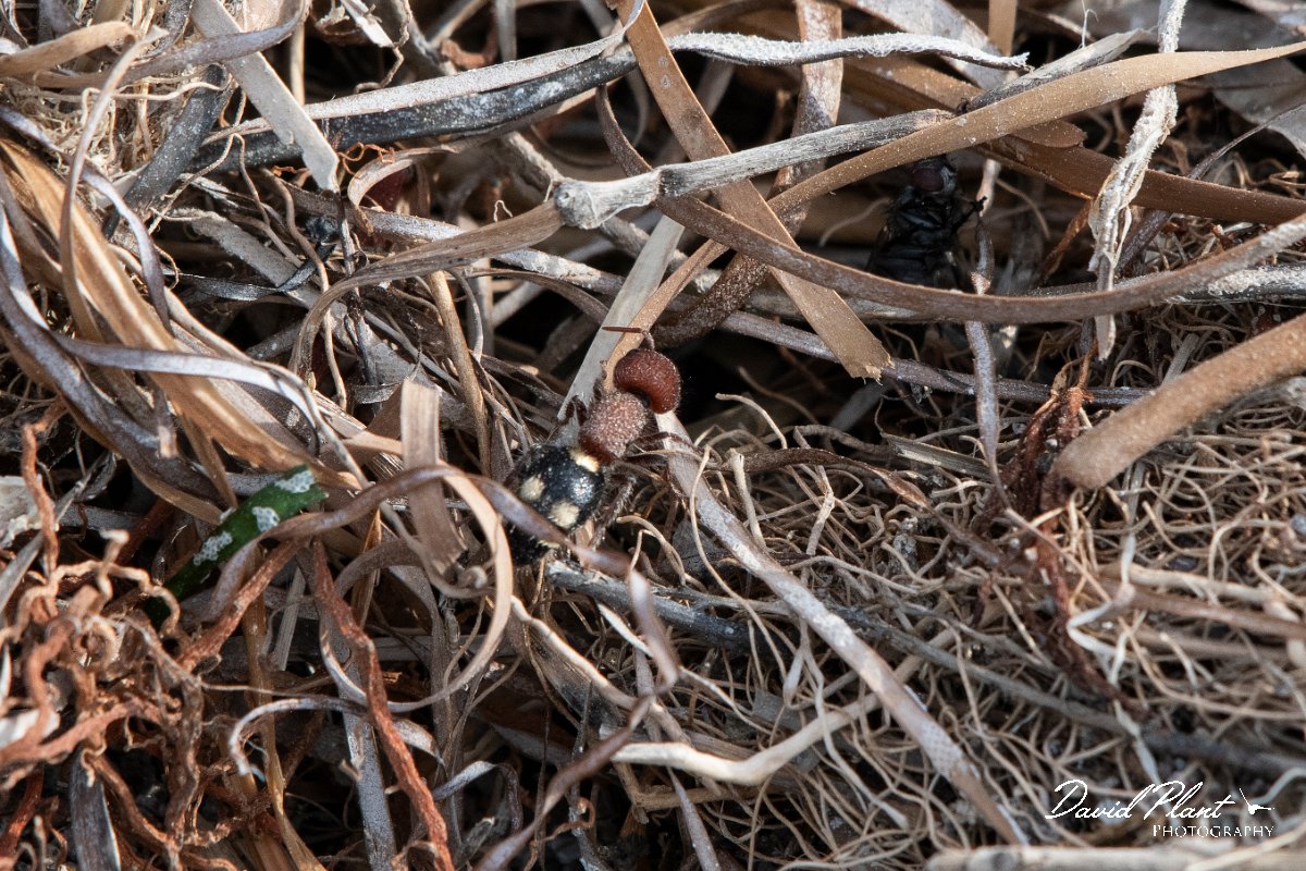DPPhotography - Lesvos - Mutilla quinquemaculata - A.jpg - Mutilla quinquemaculata - Kalloni saltpans, Lesvos