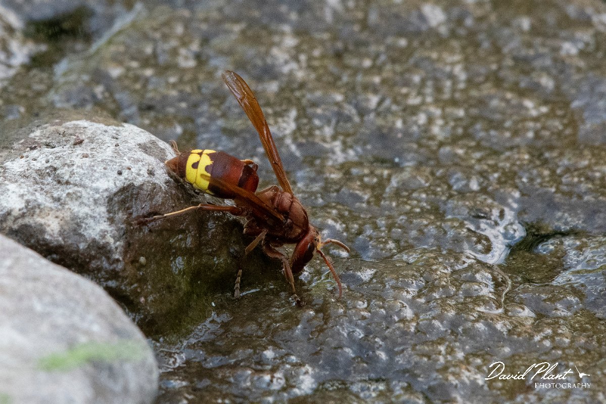 DPPhotography - Lesvos - Oriental hornet - B.jpg - Oriental hornet - Anaxos, Lesvos