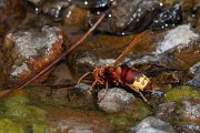 DPPhotography - Lesvos - Oriental hornet - A
