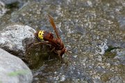 DPPhotography - Lesvos - Oriental hornet - B