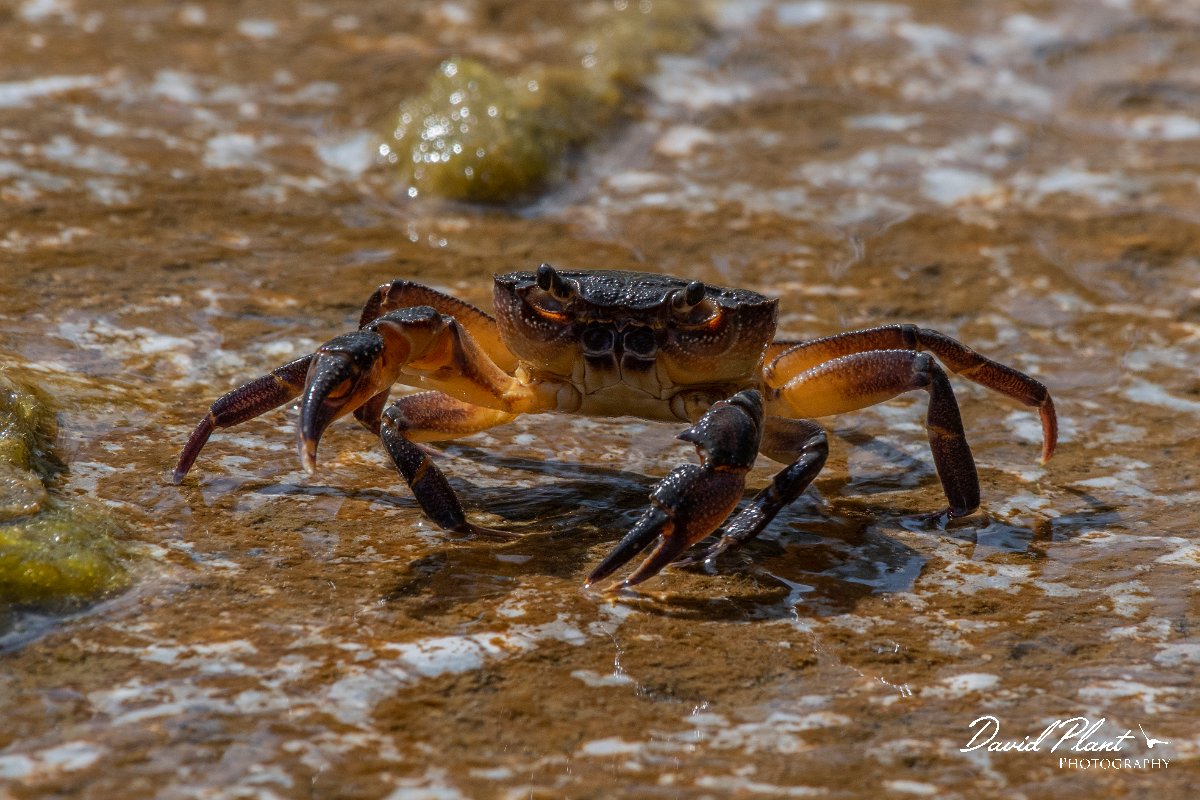 DPPhotography - Lesvos - Potamon ibericum - A.jpg - Potamon ibericum - Achladeri forest, Lesvos