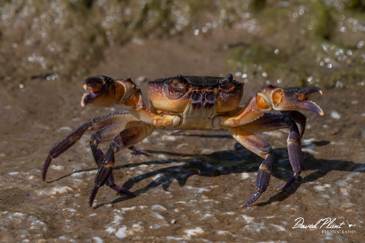 DPPhotography - Lesvos - Potamon ibericum - B.jpg - Potamon ibericum - Achladeri forest, Lesvos