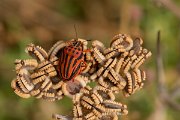 DPPhotography - Lesvos - Semi-spotted shield bug - A
