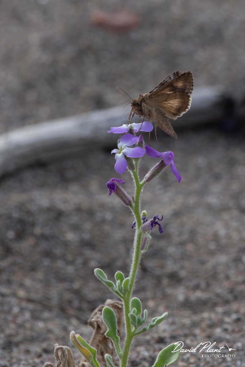DPPhotography - Lesvos - Silver Y - B.jpg - Silver Y - Kalloni saltpans, Lesvos