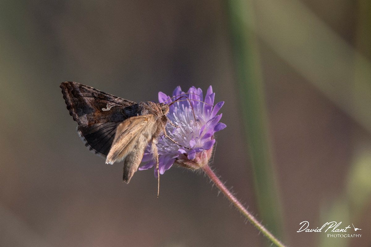 DPPhotography - Lesvos - Silver Y - C.jpg - Silver Y - Perasma reservoir, Lesvos