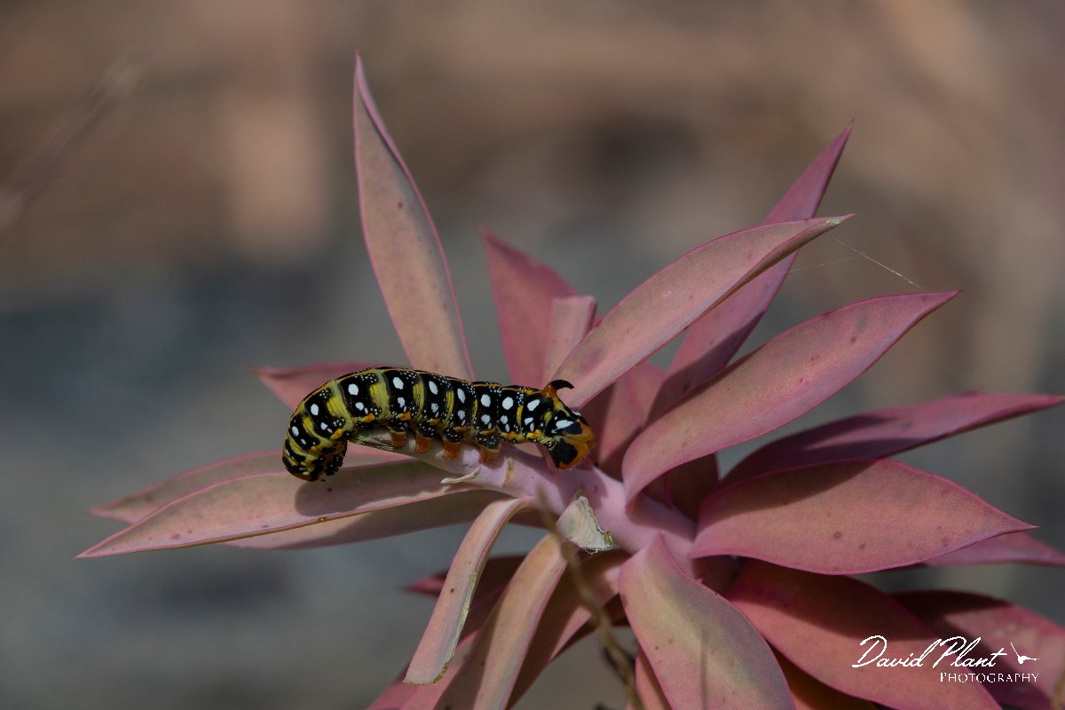 DPPhotography - Lesvos - Spurge hawkmoth - A.jpg - Spurge hawkmoth - Achladeri forest, Lesvos