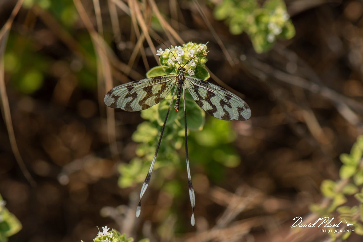 DPPhotography - Lesvos - Thread lacewing - A.jpg - Thread lacewing - Perasma reservoir, Lesvos