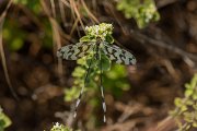 DPPhotography - Lesvos - Thread lacewing - A