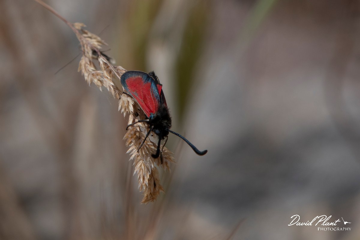DPPhotography - Lesvos - Transparent burnet - A.jpg - Transparent burnet, Zygaena purpuralis - Ipsilou Monastery, Lesvos