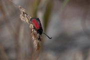 DPPhotography - Lesvos - Transparent burnet - A