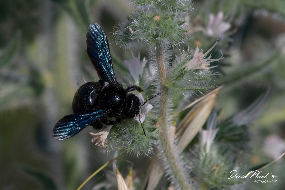 DPPhotography - Lesvos - Violet carpenter bee - B.jpg - Violet carpenter bee, Xylocopa violacea - Perasma reservoir, Lesvos