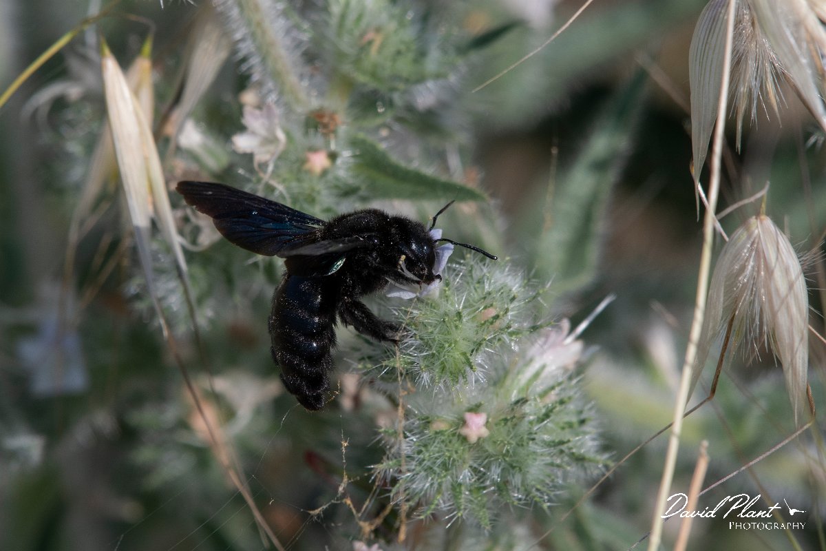 DPPhotography - Lesvos - Violet carpenter bee - C.jpg - Violet carpenter bee, Xylocopa violacea - Perasma reservoir, Lesvos