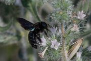 DPPhotography - Lesvos - Violet carpenter bee - A