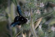 DPPhotography - Lesvos - Violet carpenter bee - B