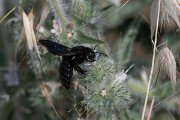 DPPhotography - Lesvos - Violet carpenter bee - C