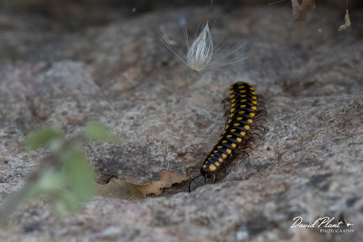 DPPhotography - Lesvos - Yellow-spotted millipede - A.jpg - Yellow-spotted millipede, Melaphe vestita - Potamia Valley, Lesvos