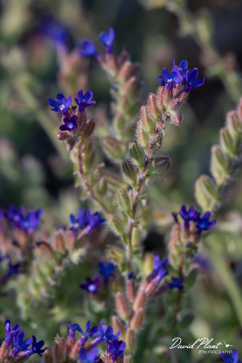 DPPhotography - Lesvos - Anchusa undulata - A.jpg - Undulate anchusa, Anchusa undulata - Dipi Larisos reedbed, Lesvos