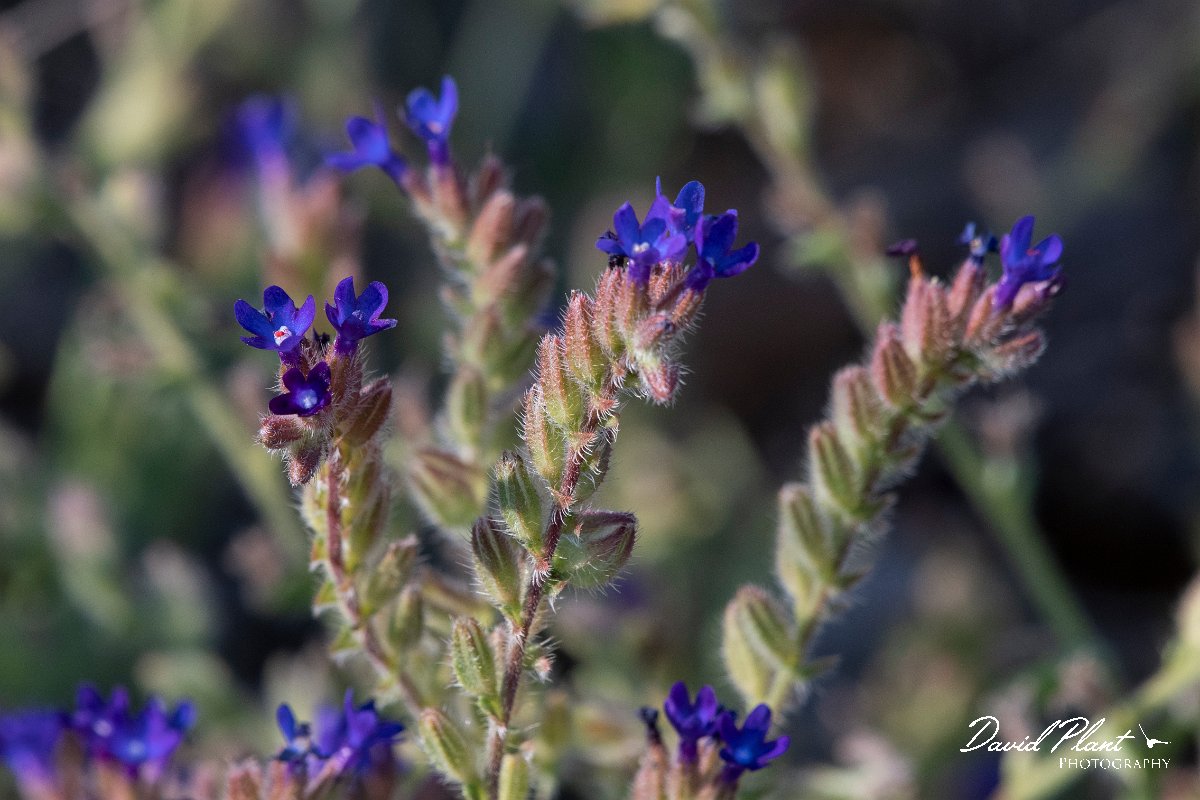 DPPhotography - Lesvos - Anchusa undulata - B.jpg - Undulate anchusa, Anchusa undulata - Dipi Larisos reedbed, Lesvos