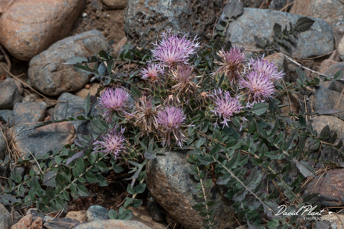 DPPhotography - Lesvos - Centaurea raphanina - A.jpg - Centaurea raphanina - Achladeri forest, Lesvos