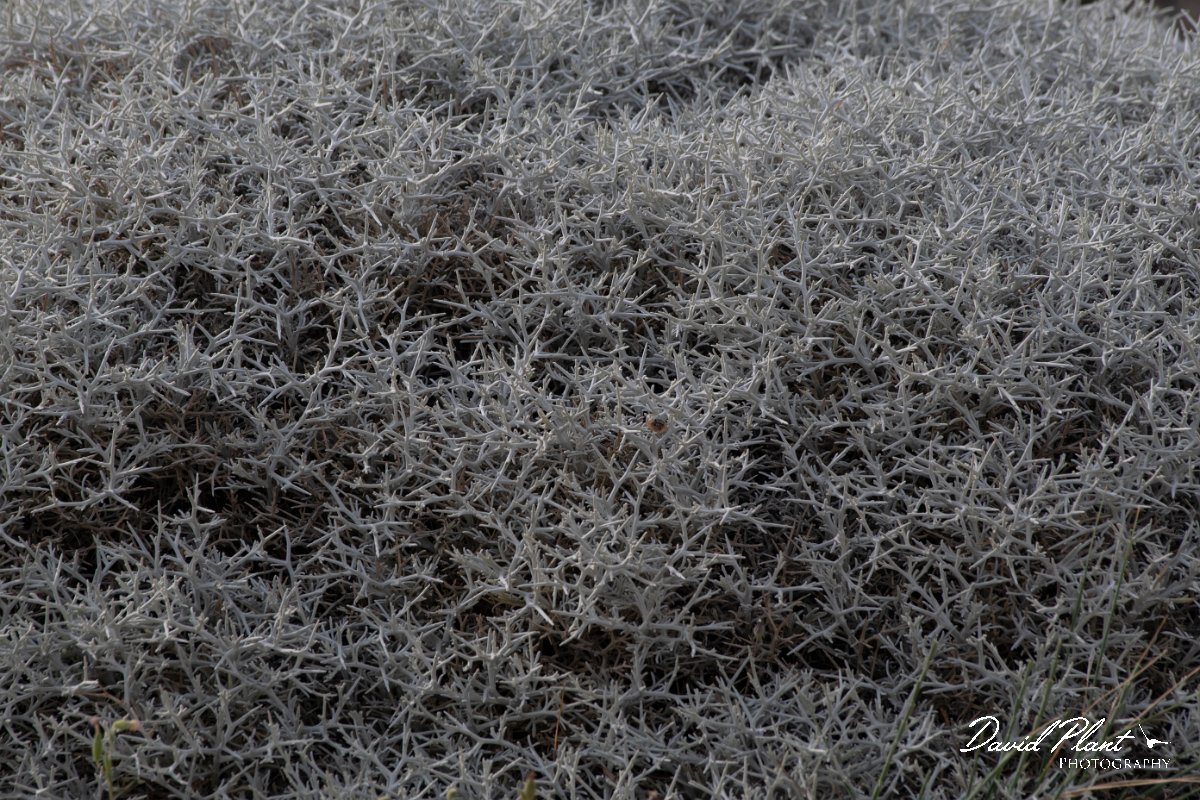 DPPhotography - Lesvos - Centaurea spinosa - A.jpg - Centaurea spinosa - Kalloni saltpans, Lesvos
