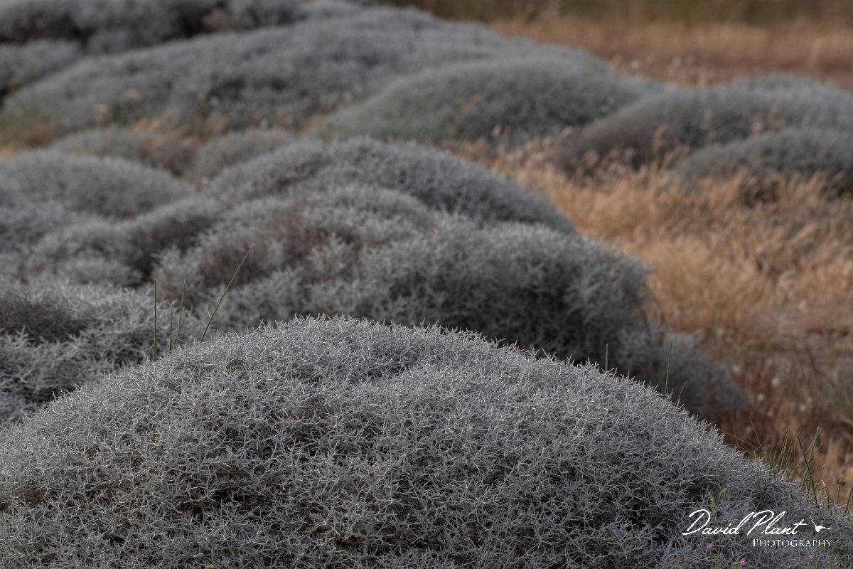 DPPhotography - Lesvos - Centaurea spinosa - B.jpg - Centaurea spinosa - Kalloni saltpans, Lesvos