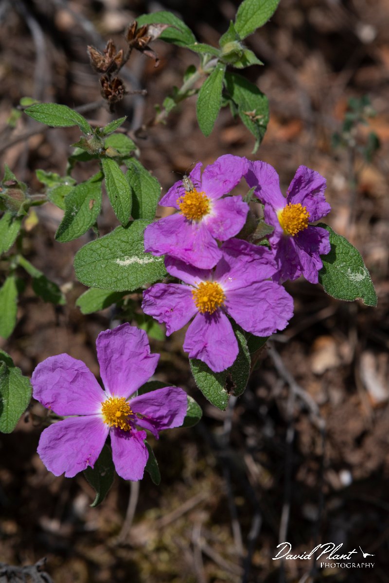 DPPhotography - Lesvos - Cistus creticus - A.jpg - Cistus creticus - Agiasos sanatorium, Lesvos