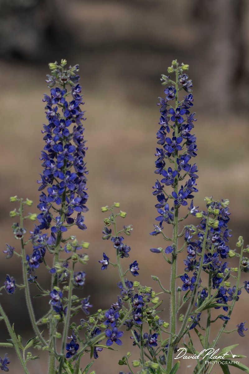 DPPhotography - Lesvos - Delphinium staphisagria - A.jpg - Delphinium staphisagria - Potamia Valley, Lesvos