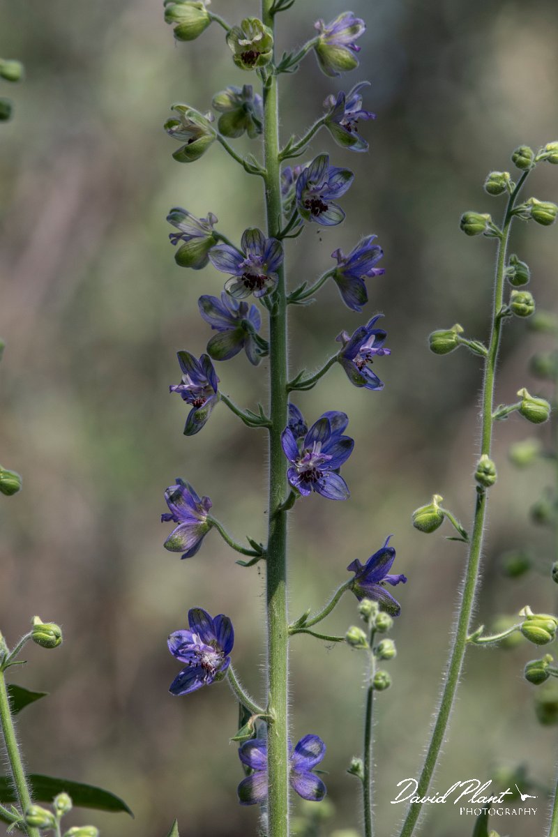 DPPhotography - Lesvos - Delphinium staphisagria - B.jpg - Delphinium staphisagria - Anaxos, Lesvos