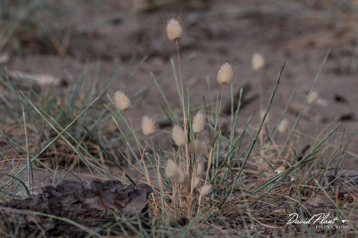 DPPhotography - Lesvos - Harestail grass - A.jpg - Harestail grass -  Kalloni saltpans, Lesvos