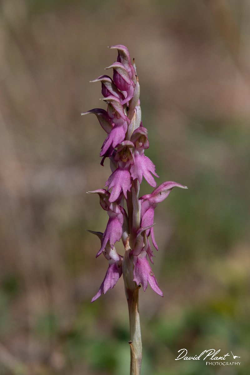 DPPhotography - Lesvos - Holy orchid - C.jpg - Holy orchid, Orchis sancta - Agiasos sanatorium, Lesvos