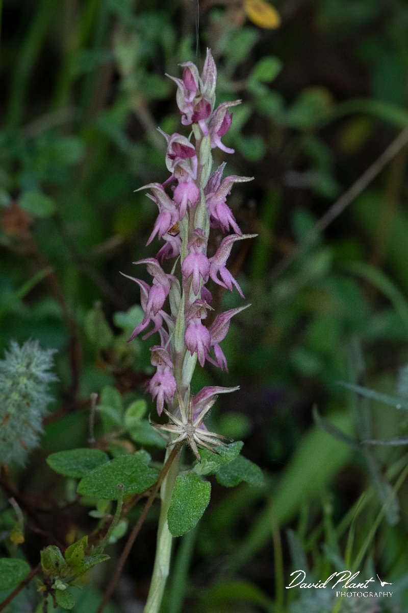 DPPhotography - Lesvos - Holy orchid - D.jpg - Holy orchid, Orchis sancta - Kavaki, Lesvos