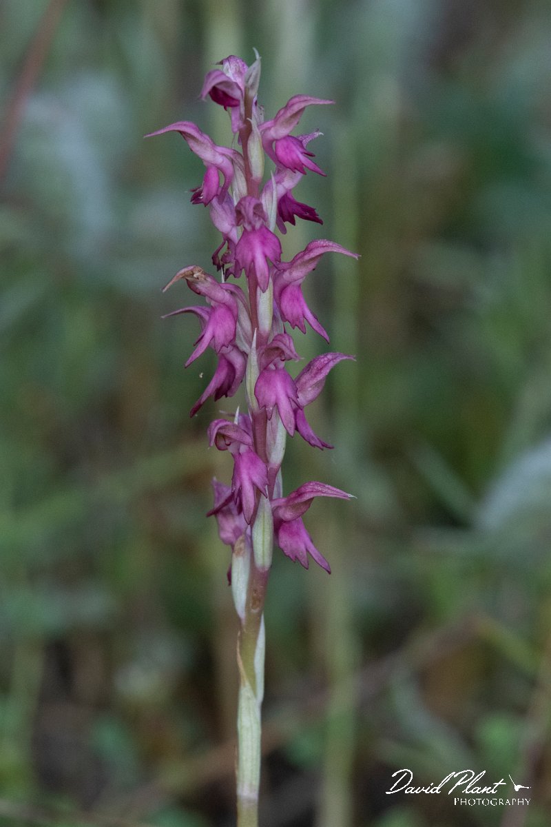 DPPhotography - Lesvos - Holy orchid - E.jpg - Holy orchid, Orchis sancta - Kavaki, Lesvos