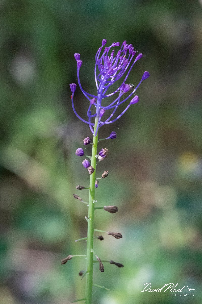 DPPhotography - Lesvos - Muscari comosum - A.jpg - Muscari comosum - Agiasos sanatorium, Lesvos