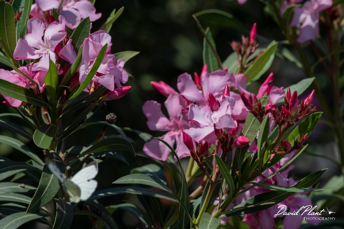 DPPhotography - Lesvos - Oleander - A.jpg - Oleander - Anaxos, Lesvos