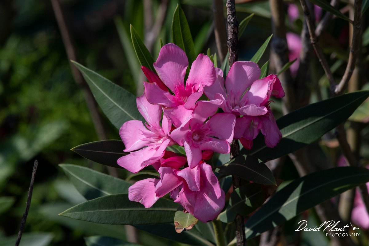 DPPhotography - Lesvos - Oleander - B.jpg - Oleander - Dipi Larisos reedbed, Lesvos