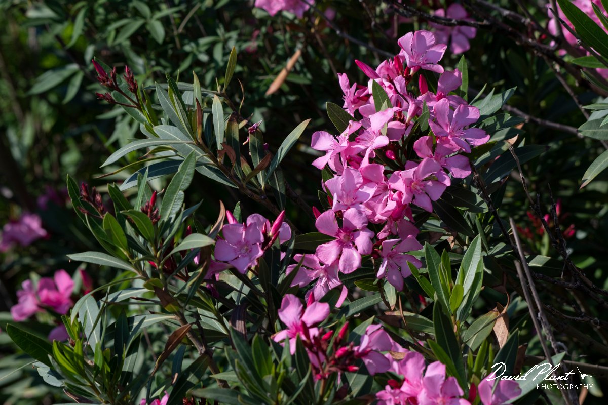 DPPhotography - Lesvos - Oleander - C.jpg - Oleander - Dipi Larisos reedbed, Lesvos