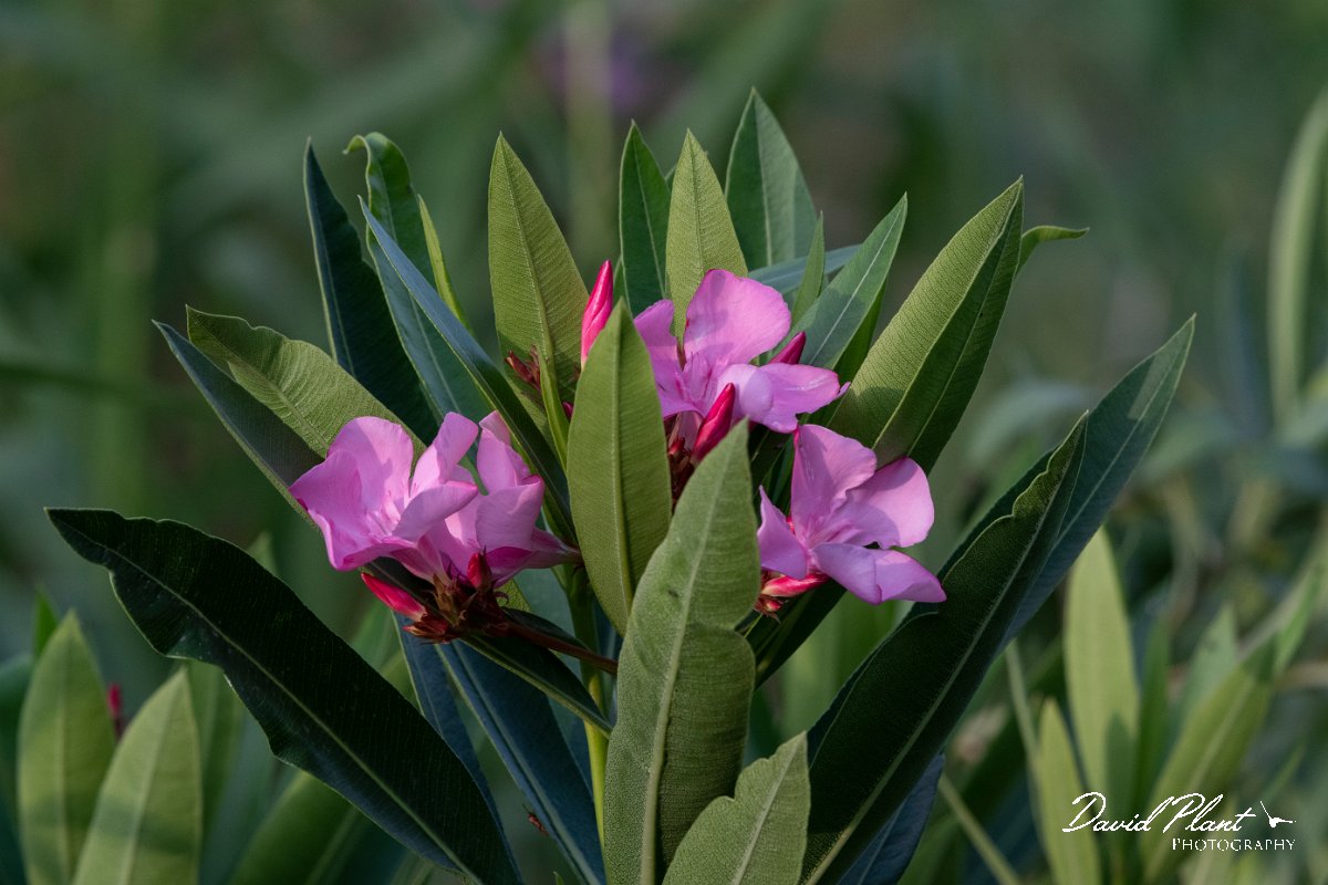 DPPhotography - Lesvos - Oleander - D.jpg - Oleander - Potamia Valley, Lesvos