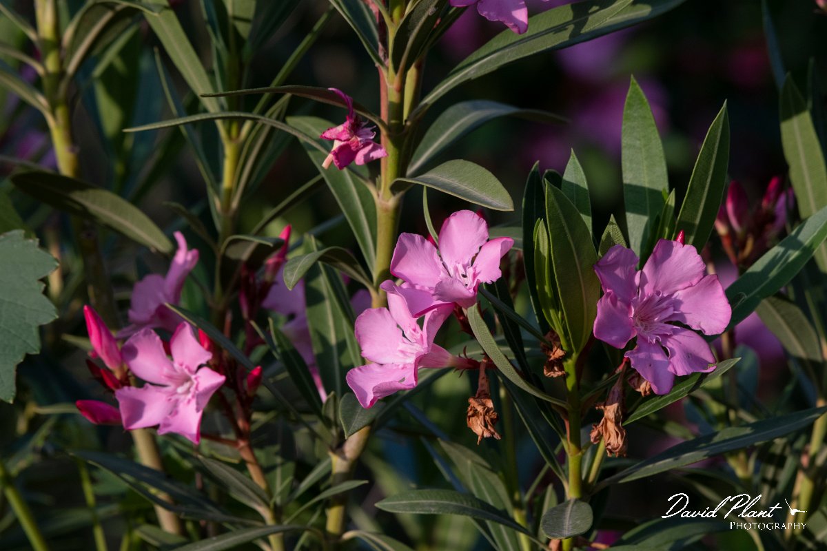 DPPhotography - Lesvos - Oleander - E.jpg - Oleander - Potamia Valley, Lesvos
