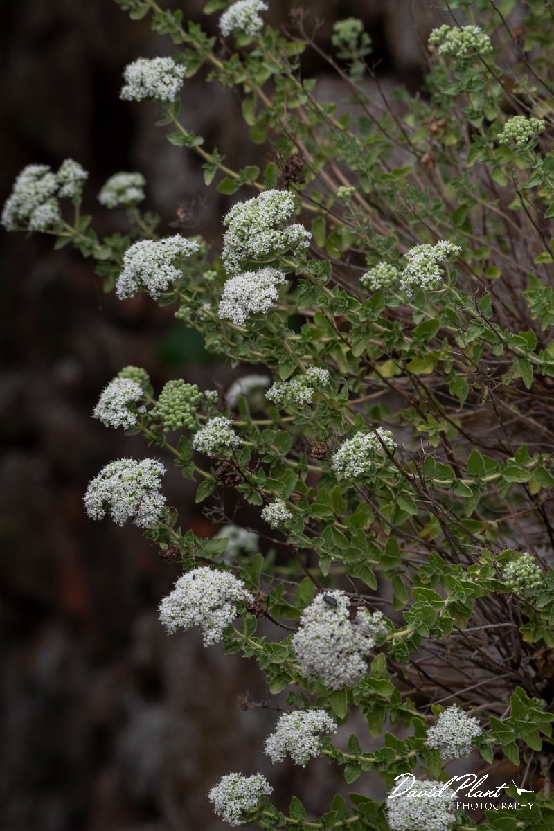 DPPhotography - Lesvos - Origanum onites - B.jpg - Cretan oregano, Origanum onites - Tsiknias river, Lesvos