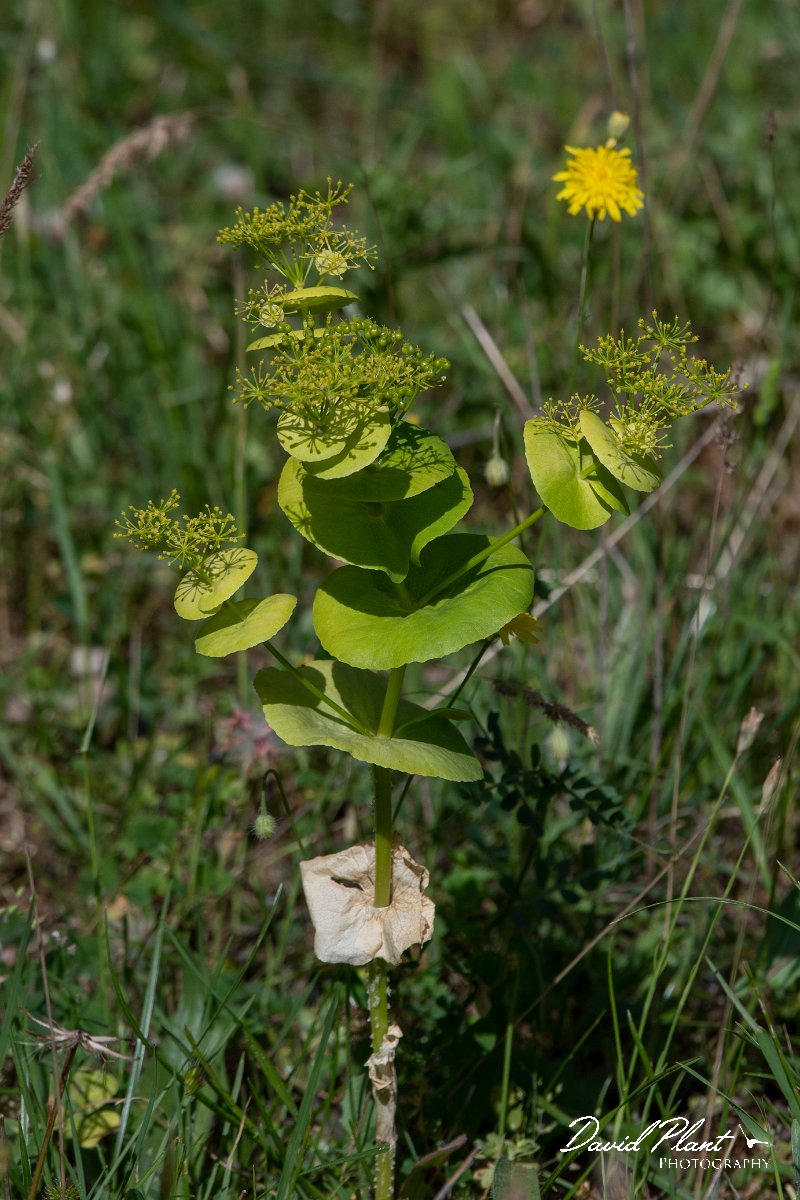 DPPhotography - Lesvos - Perfoliate alexanders - A.jpg - Perfoliate alexanders, Smyrnium perfoliatum - Agiasos sanatorium, Lesvos