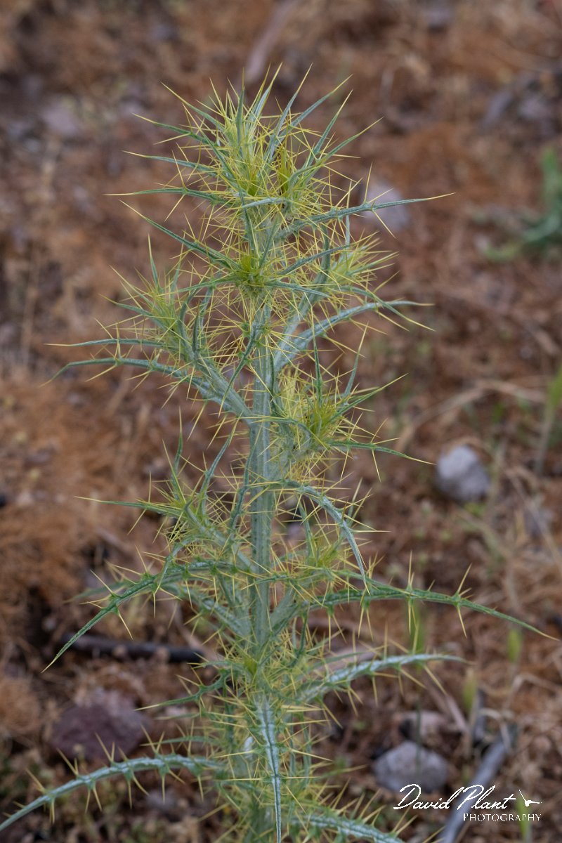 DPPhotography - Lesvos - Picnomon acarna - A.jpg - Picnomon acarna - Madaros, Lesvos