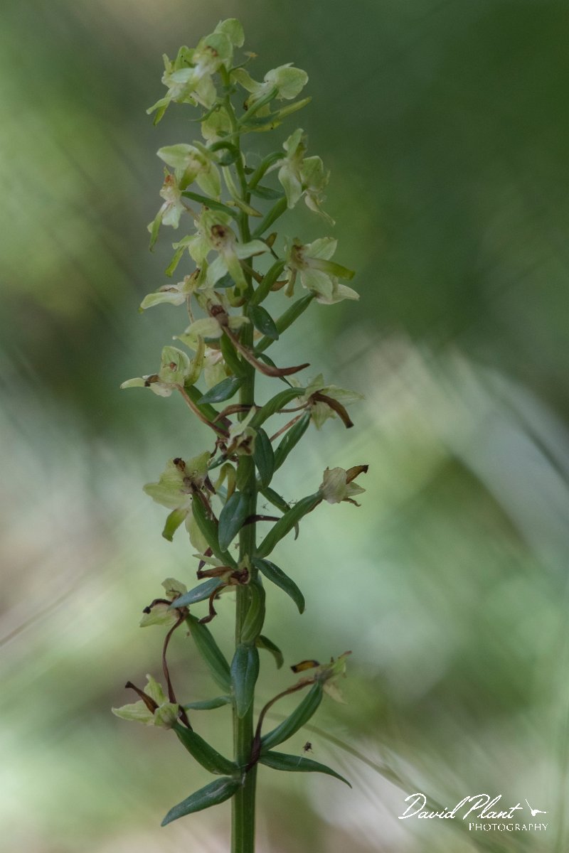 DPPhotography - Lesvos - Platanthera chlorantha - A.jpg - Greater butterfly orchid, Platanthera chlorantha -  Olympos massif, Lesvos