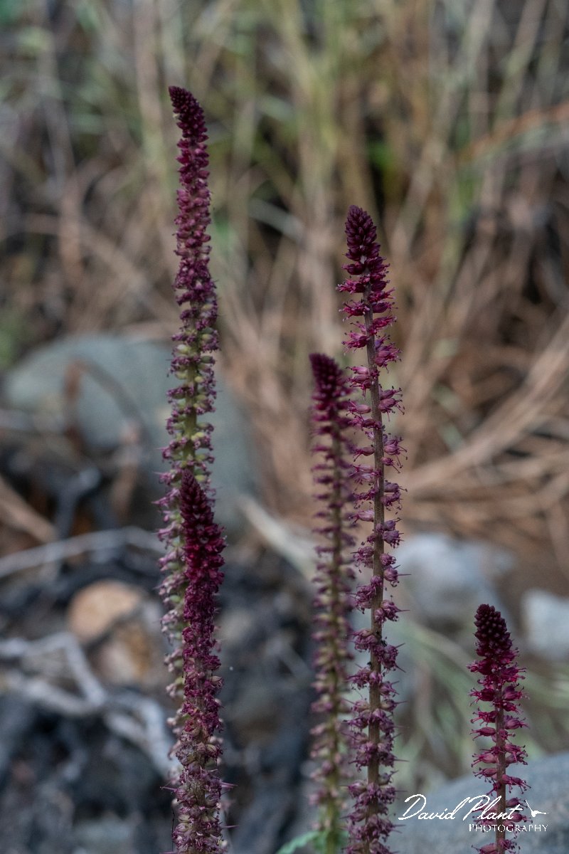 DPPhotography - Lesvos - Purple gooseneck loosestrife - A.jpg - Purple gooseneck loosestrife, Lysimachia atropurpurea - Potamia Valley, Lesvos
