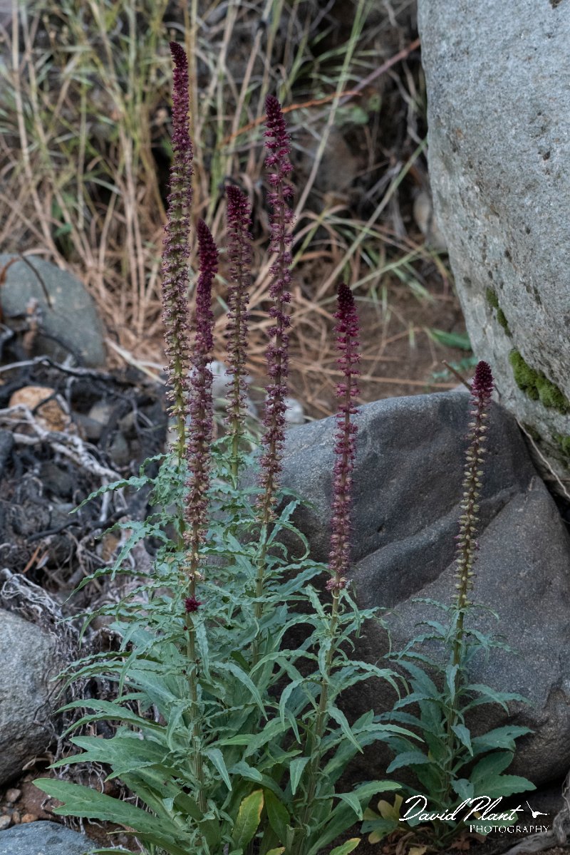 DPPhotography - Lesvos - Purple gooseneck loosestrife - B.jpg - Purple gooseneck loosestrife, Lysimachia atropurpurea - Potamia Valley, Lesvos