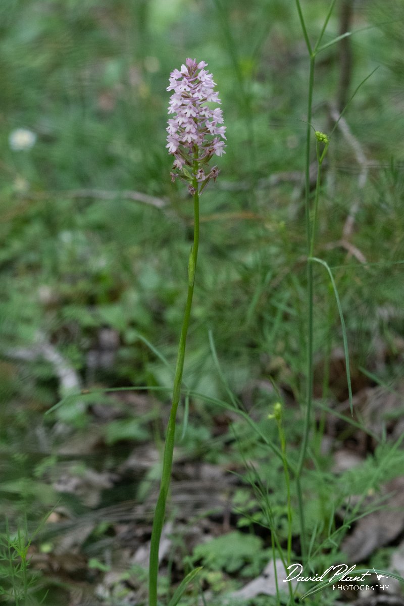 DPPhotography - Lesvos - Pyramidal orchid - A.jpg - Pyramidal orchid, Anacamptis pyramidalis - Agiasos sanatorium, Lesvos