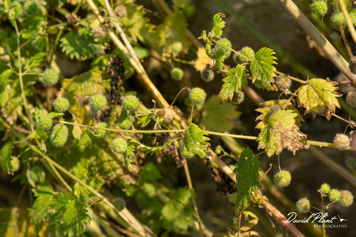 DPPhotography - Lesvos - Roman nettle - A.jpg - Roman nettle, Urtica pilulifera - Perasma reservoir, Lesvos