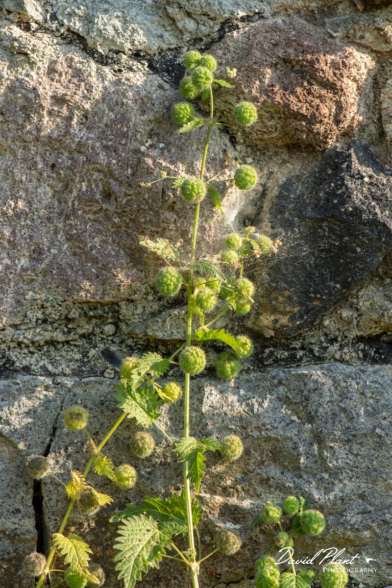 DPPhotography - Lesvos - Roman nettle - B.jpg - Roman nettle, Urtica pilulifera - Perasma reservoir, Lesvos