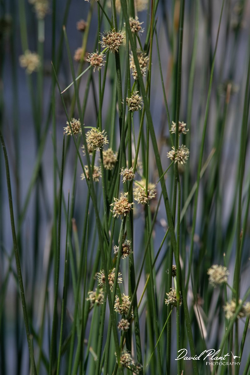 DPPhotography - Lesvos - Round-headed club-rush - A.jpg - Round-headed club-rush - Anaxos, Lesvos